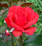 Троянда Ред Корвет. (в). Чайно-гібридна троянда., фото 3