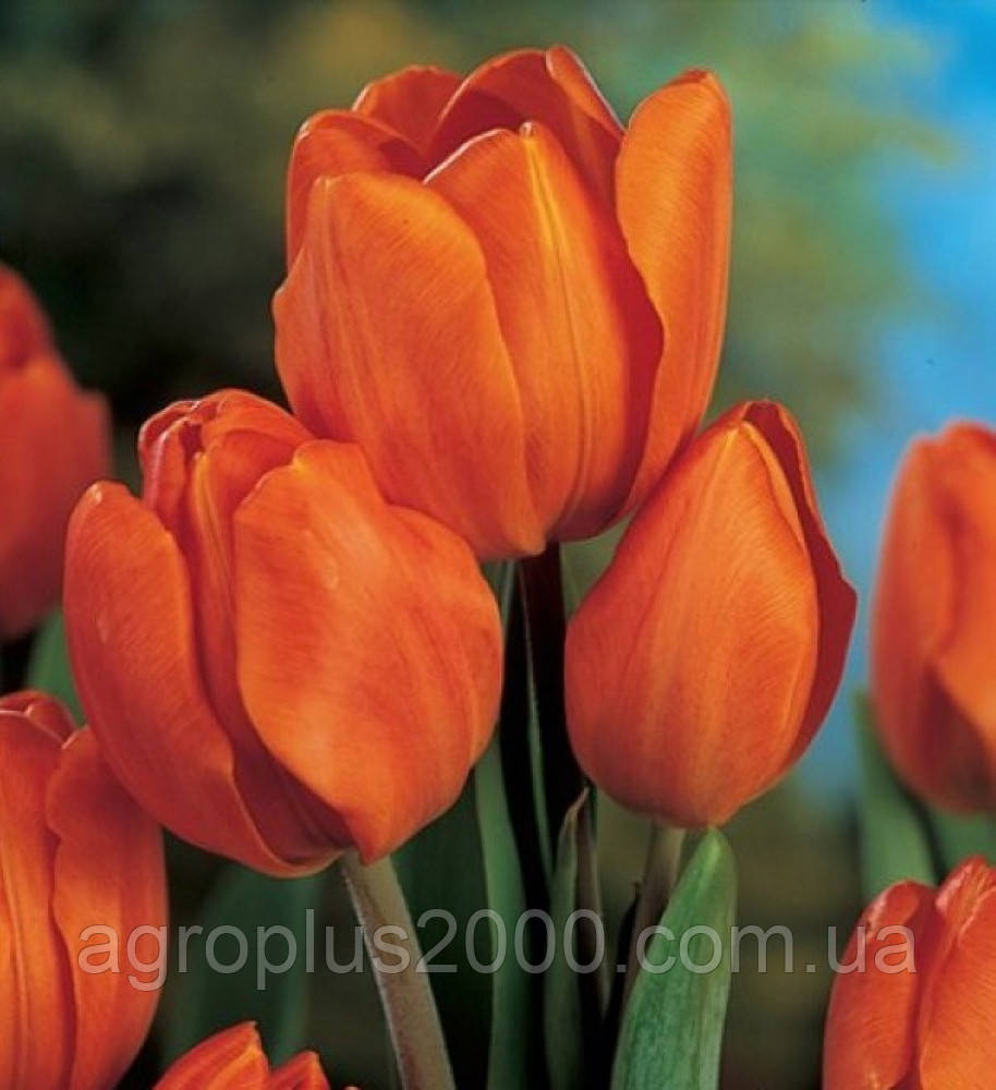 Луковиця Тюльпан багатобарвний Оранж Букет (Orange Bouquet) 10 /11 Яскрава