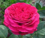 Троянда Юріанда /Біг Перпл/. (вв). Чайно-гібридна троянда, фото 3