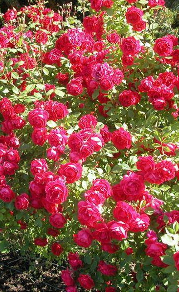 Троянда Паульс Скарлет Клаймбер. Плітки однорозцвітаючої троянди.
