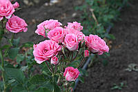 Розовий Спрей, фото 3