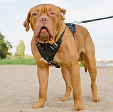 Шлейка з натуральної шкіри для робочих собак "Lockdog" розміри S M L XL, фото 8