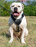 Шлейка из натуральной кожи для собак "Lockdog" размеры M L XL, фото 3