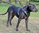 Шлейка из натуральной кожи для собак "Lockdog" размеры M L XL, фото 6