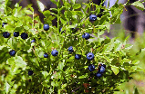 Чорниця насіння (0,1 г прибл 400 шт) (Vaccenium myrtillus) звичайна європейська лохина борівка чорничник, фото 5