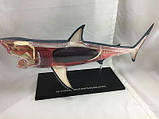 4Д модель біла акула 4D Vision Great White Shark Anatomy Model, фото 4