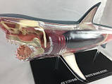 4Д модель біла акула 4D Vision Great White Shark Anatomy Model, фото 5