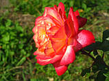 Троянда Ріна Херхольд. (вв). Чайно-гібридна троянда, фото 3