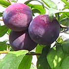 Саджанці Сливи Анжеліно - диплоїдний пізній сорт, великоплідний, морозостійкий, фото 2