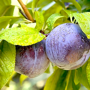 Саджанці Сливи Анжеліно - диплоїдний пізній сорт, великоплідний, морозостійкий