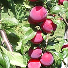 Саджанці Аличі колоновидної Мірабелла - середнього терміну, урожайна, зимостійка, фото 3
