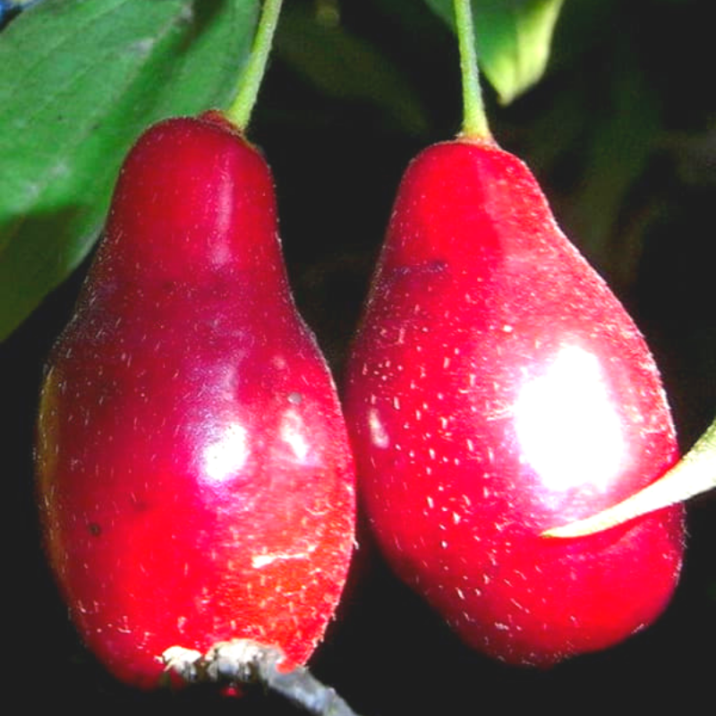 Саженцы Кизила Костя - средний, крупноплодный, урожайный - фото 2 - id-p875595236
