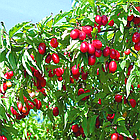 Саджанці Кизилу Михайлівський - ранній, великоплідний, посухостійкий, фото 4