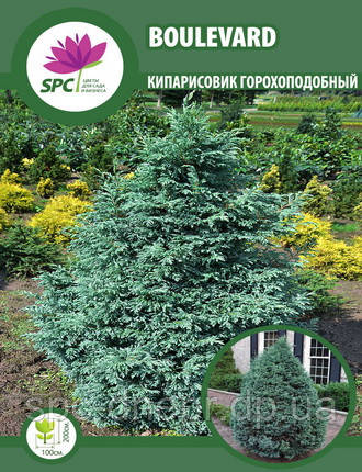 Кіпарисовик горохоплідний Boulevard