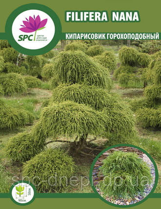 Кипарисовик горохуплідний Filifera Nana, фото 1