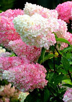 Гортензія волотиста "Ваніла Фрайз" \ Hydrangea "Vanille Fraise" ( саджанці 3 роки С3л ), фото 3