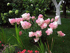 Гортензія волотиста "Ваніла Фрайз" \ Hydrangea "Vanille Fraise" ( саджанці 3 роки С3л ), фото 4