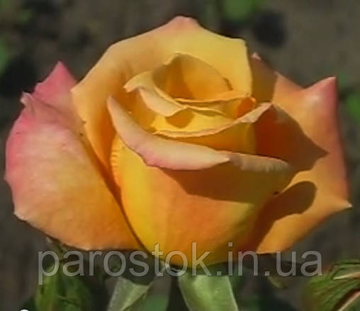 Троянда Австраліан Голд. (с). Чайно гібридна