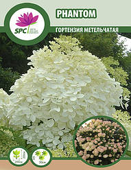 Гортензія волотиста Phantom