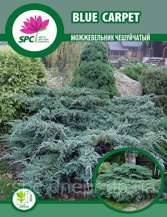 Ялівець лускатий Blue Carpet, фото 1