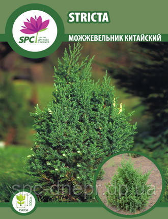 Ялівець китайський " Stricta, фото 2