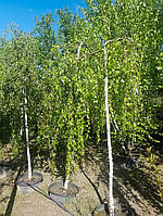 Береза юнги Betula Youngii, h250 С 50L