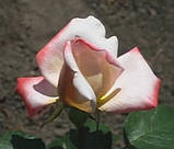 Троянда Летиція Каста. (ввв). Чайно-гібридна., фото 2