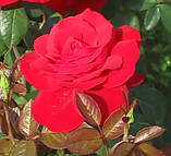 Троянда Лібесцаубер. Чайно-гібридна троянда., фото 2