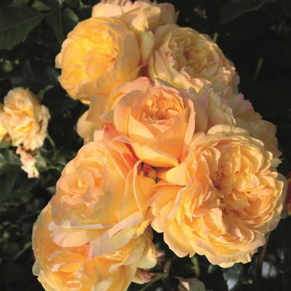 Троянда флорибунда Лампион