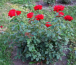 Роза Ред Стар.  (в). Ч/г роза., фото 3