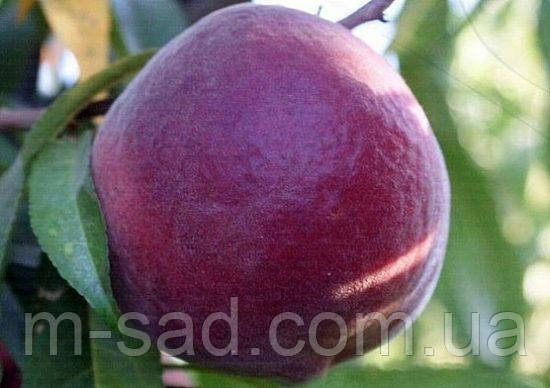 Персик "Роял Глорі"ранньо-середній,смачний,урожайний