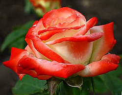 Троянда Імператриця Фарах. (в). Чайно-гібридна троянда