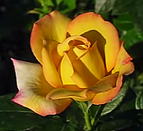 Троянда Глорія Дей. (вв). Чайно-гібридна., фото 4
