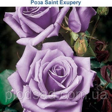 Троянда чайно-гібридна Сент Екзюпері