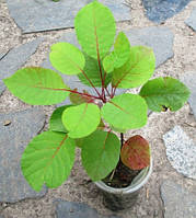 Скумпія. Сеянці ОКС і в контейнерах Д5.  У сезон.