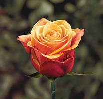 Троянда чайно-гібридна Черрі Бренді