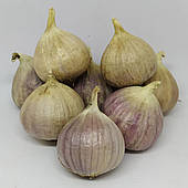 Чеснок озимий Любаша однозубка, 1 кг