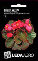 ТМ LEDAAGRO Бегонія бронзоволиста Ореб F1 темно-рожева 10 шт
