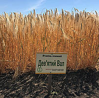 Озимий ячмінь Дев'ятий вал (дворучка)