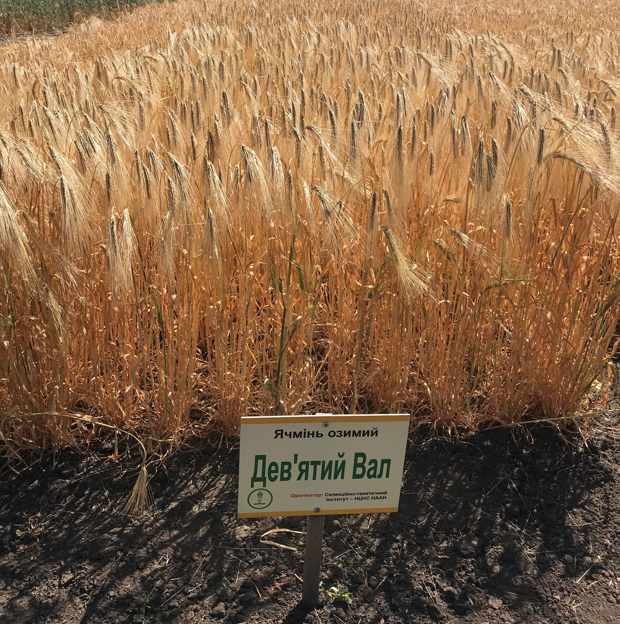 Озимий ячмінь Дев'ятий вал (дворучка), фото 1
