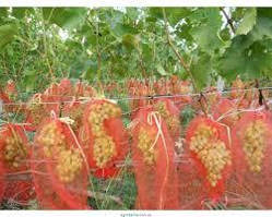 Мішки(сітки) для захисту винограду
