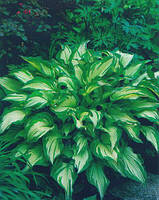 Хоста Undulata Modiovariegata кореневище 5 шт.