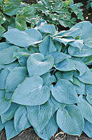 Хоста Canadian Blue кореневище 5 шт.