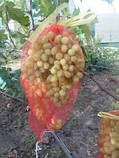 Сітка (мішок) для захисту винограду від ос 30х40 см (5 кг) червона, зелена, фіолетова, фото 4