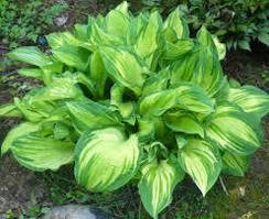 Хоста Fortunei Albopicta кореневище 5 шт.