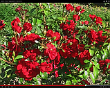Троянда Традишин 95. (вс). Плетиста троянда, фото 2