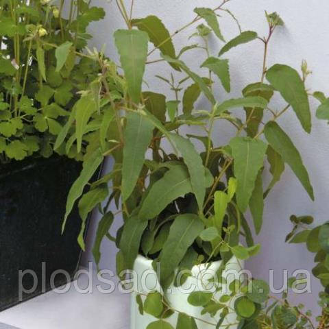 Евкаліпт цитрусовий