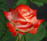 Троянда Імператриця Фарах. (в). Чайно-гібридна троянда, фото 2