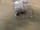 Поршень запобіжного клапана оливонасоса GM 90529546 Z14XEP OPEL Astra-G/H Corsa-C/D Meriva-A Tigra-B, фото 3