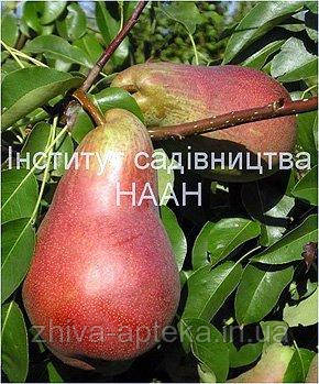 ГРУШІ. Перелік наявних дерев і чагарників (2019г). НДІ Садівництва р. Київ, фото 1